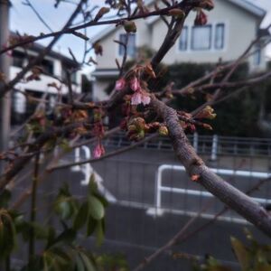 1/26【富士見ヶ丘教室】都立高校推薦入試