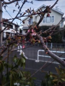 2/2【富士見ヶ丘教室】都立推薦発表