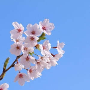 2/27【久米川教室】来週からは。